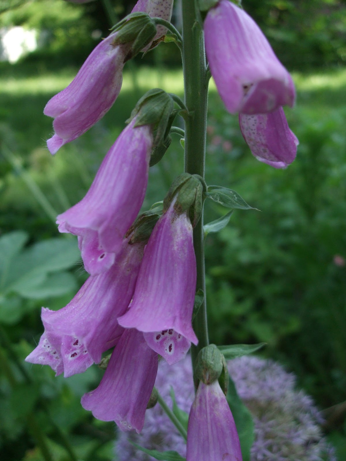 [June10Foxgloves22.jpg]