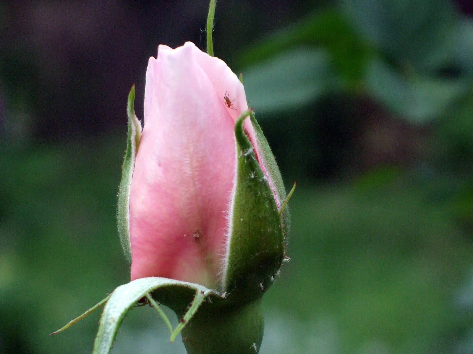 [June10PinkBud2.jpg]