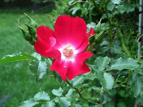 June 10 Garden