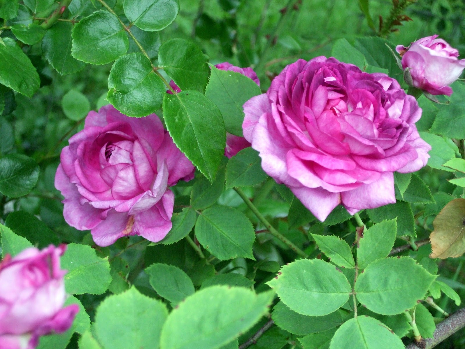 [June10ReinedeViolette22.jpg]