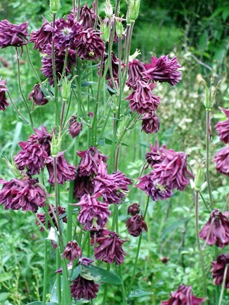June 10 Ruffled Purple Columbine