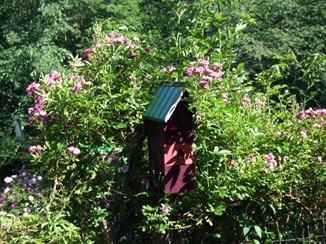 June 19 Second Garden 2