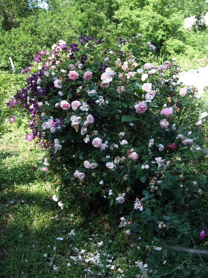 [June 19 Second Garden 5[2].jpg]