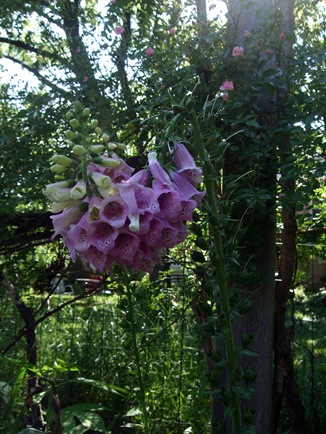 June 19 Second Garden 10