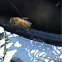 Abeja