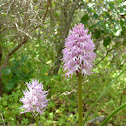 Naked Man Orchid