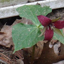 Red Trillium