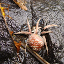 Araneus