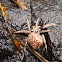 Araneus