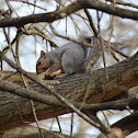 Eastern Gray Squirrel