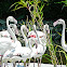 Greater Flamingo  Phoenicopterus roseus
