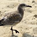 Laughing gull