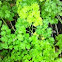 Parsley
