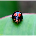 Red-dotted Black Ladybird Beetle