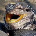 Pogona, aka Bearded dragon