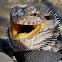 Pogona, aka Bearded dragon