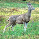 Mule Deer