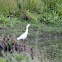 Snowy Egret