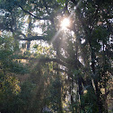 Southern live oak