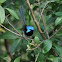 Variegated Fairy Wren