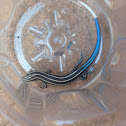 5 lined skink, Blue tailed skink
