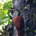 Long-Billed Woodcreeper