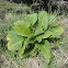 Skunk Cabbage
