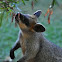 Swamp Wallaby