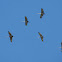 Sandhill cranes