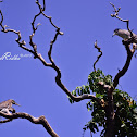 Black-crowned Night Heron