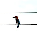 White throated kingfisher