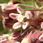 Common Milkweed