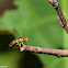 Hoverfly