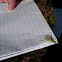 Snowy Tree Cricket
