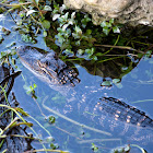 American Alligator (Juvenile)