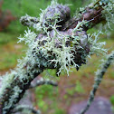 Fructose Lichen
