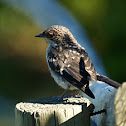 Swamp Flycatcher