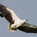 White-bellied Sea Eagle