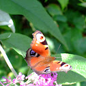 The Peacock Butterfly