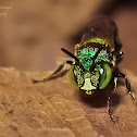 Small Carpenter bee/Dwarf Carpenter bee