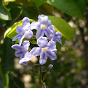 Sky Flower