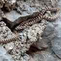 European ratsnake