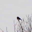 Eastern Bluebird