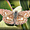 Orcus Checkered-Skipper.