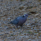 Band-tailed Pigeon