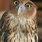 Philippine Eagle-Owl