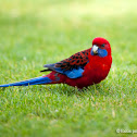 Crimson Rosella