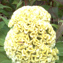 CocksComb