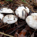 White agarics ?