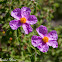 Pink Rock Rose